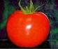 Avatar de Tomate Rojo