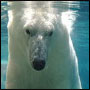 Avatar de Polar Bear