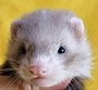 Avatar de Scarlettferret