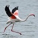 Avatar de Flamingothrud